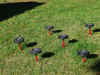fiorirotanti.jpg (759169 byte)